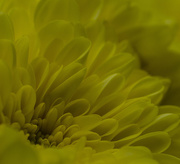 17th Sep 2015 - Chrysanthemum