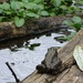 Frog on a Log by annepann