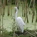Great Egret by annepann