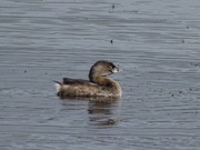 10th Sep 2015 - Pied-billed Grebe