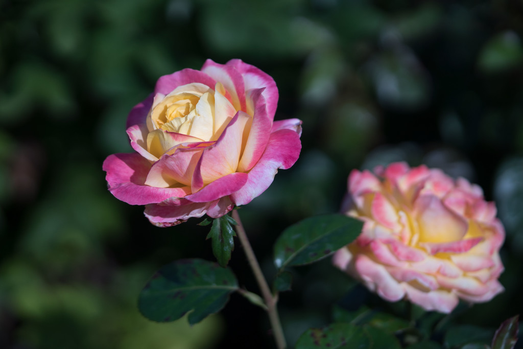 Roses Pink and Yellow by rminer