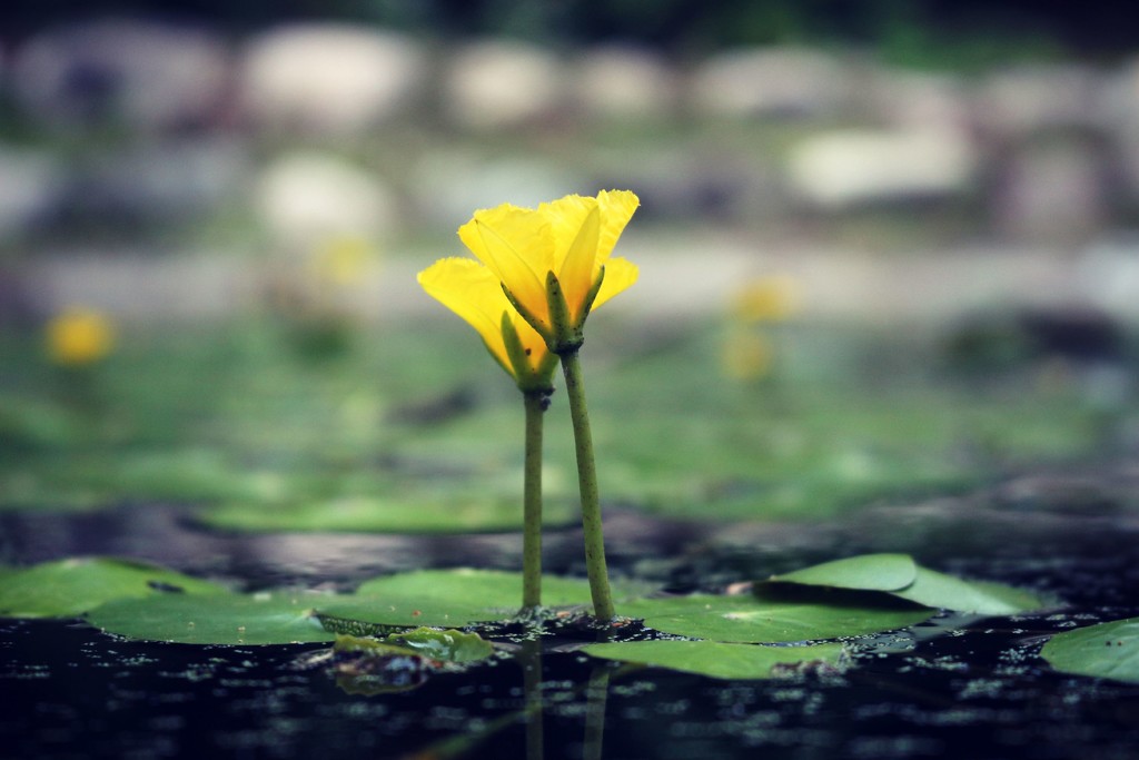 Stage Setting for a Froggie Drama by juliedduncan