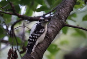 17th Sep 2015 - downy woodpecker