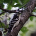 downy woodpecker by amyk