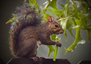 17th Sep 2015 - Squirrel Enjoying a Snack
