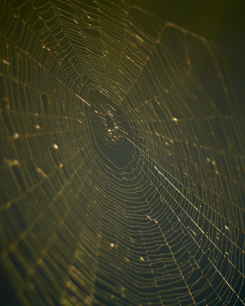 windshield or web by scottmurr