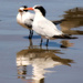Royal Terns by flygirl