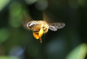 18th Sep 2015 - I'll Bee Gone :)