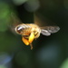 I'll Bee Gone :) by gilbertwood