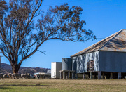 18th Sep 2015 - The Shearing Shed