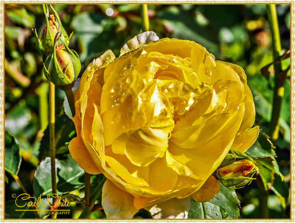 Yellow Rose by carolmw