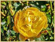 18th Sep 2015 - Yellow Rose