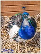 18th Sep 2015 - Proud Peacock