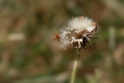 18th Sep 2015 - Lonely dandelion
