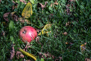 16th Sep 2015 - One lone apple