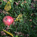 One lone apple by meemakelley
