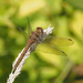 Old Common Darter by philhendry