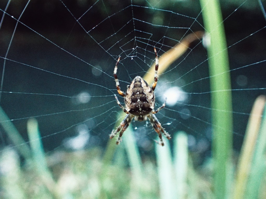 Spider by mattjcuk