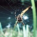 Spider by mattjcuk