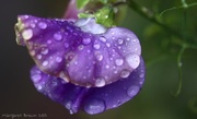 18th Sep 2015 - After the rain