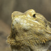 Bearded Dragon by leonbuys83