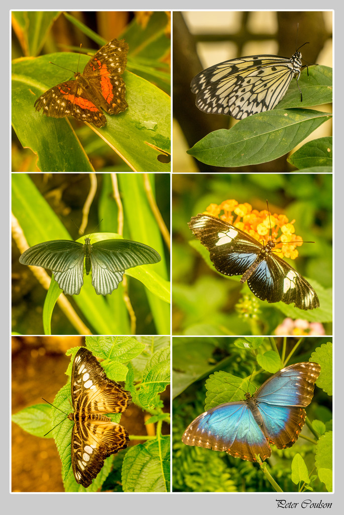 Butterfly Farm  by pcoulson