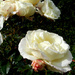 second flowering of these roses. by snowy