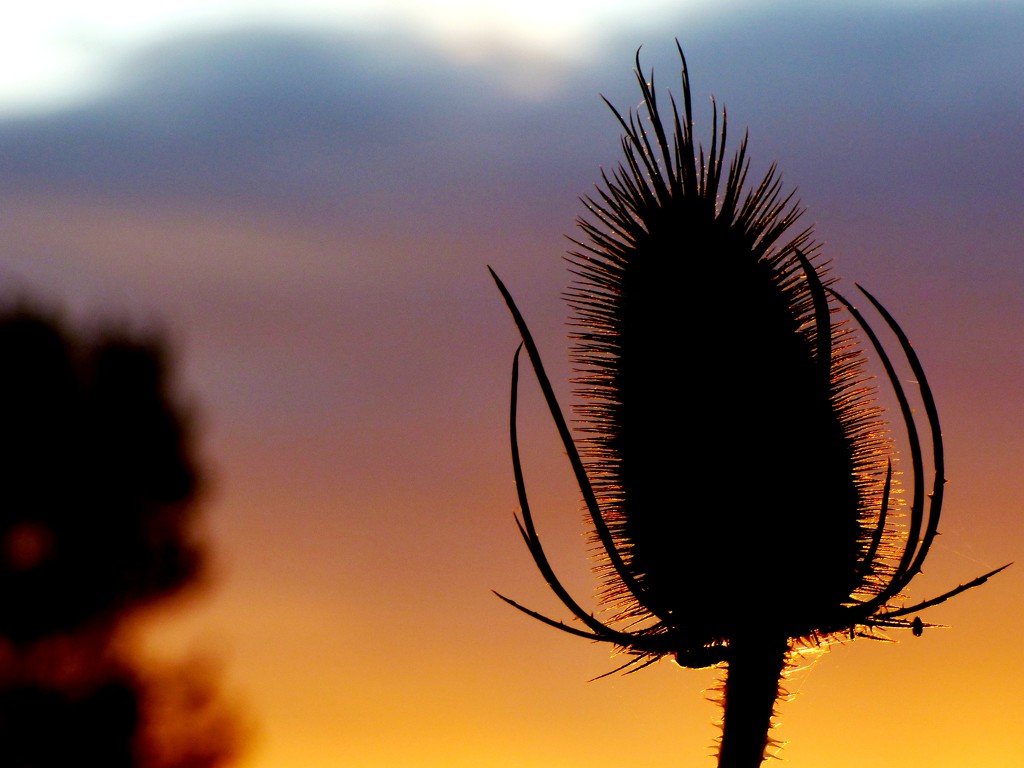Teasel against the sunset by julienne1