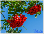 19th Sep 2015 - Rowan Berries