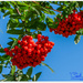 Rowan Berries by carolmw