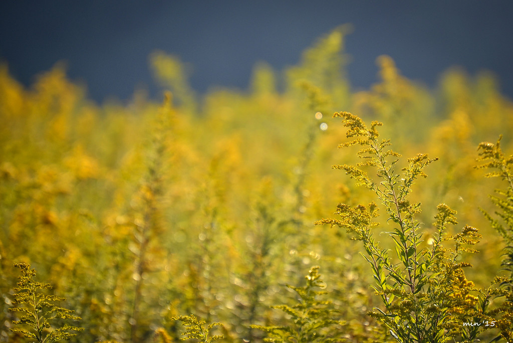 Goldenrod Field by mhei