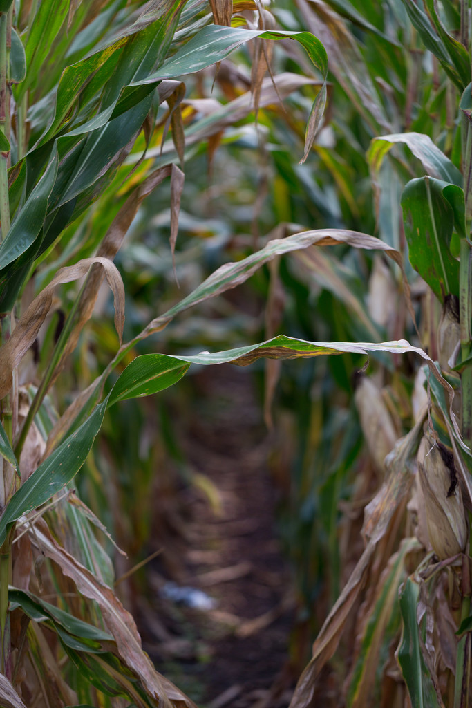 Corn tunnel by lindasees