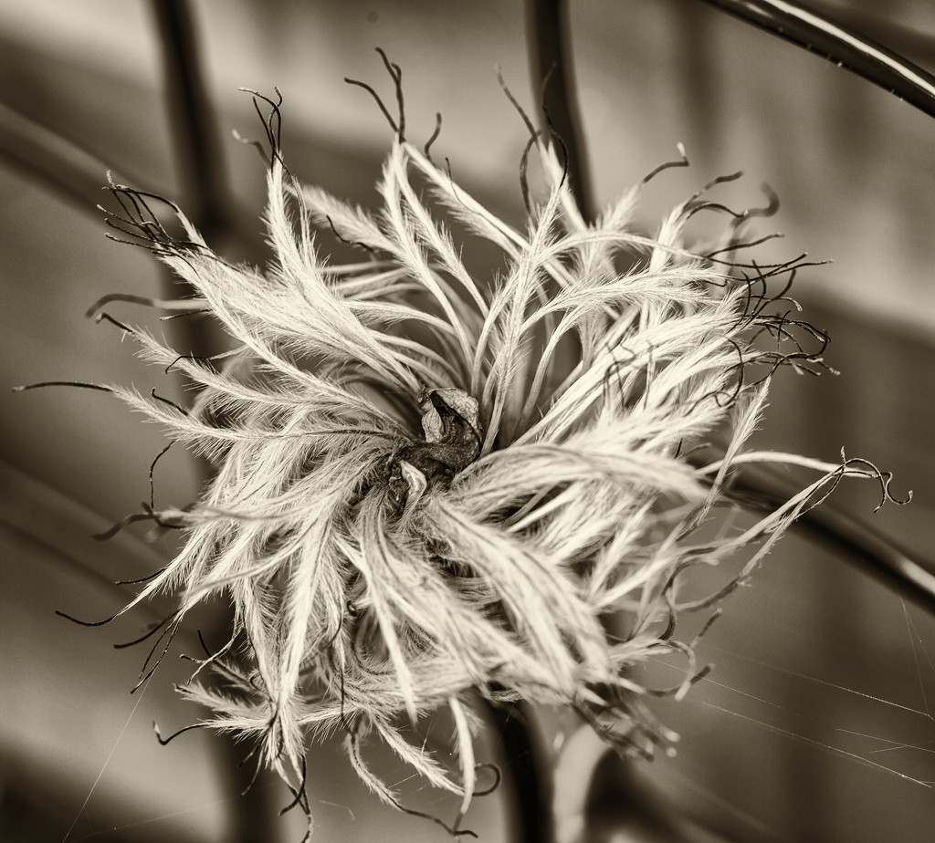 18th September 2015     - When the Flower has died by pamknowler