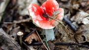18th Sep 2015 - My first toadstool pic. 