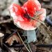 My first toadstool pic.  by pyrrhula