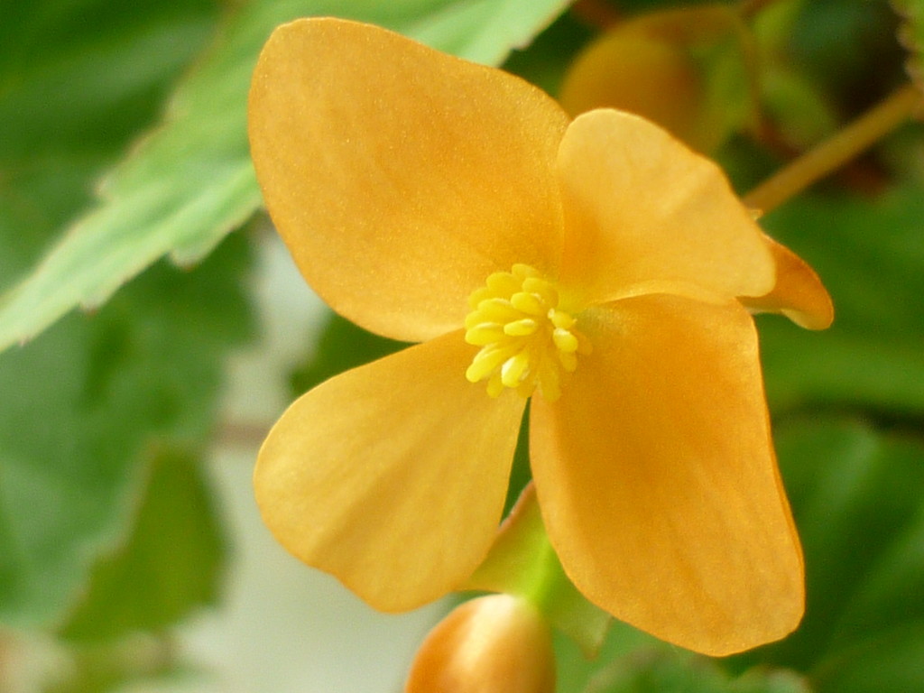 Sutherland Begonia  by countrylassie