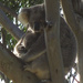 Bertha is back! by koalagardens
