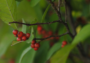18th Sep 2015 - Cotoneaster Berry