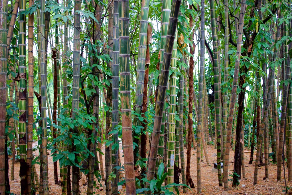 Colombian Guadua Bamboo  by jyokota