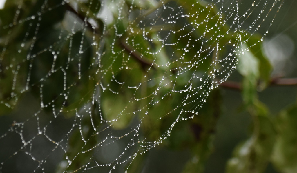 Jeweled Spider Web by rickster549
