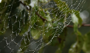 18th Sep 2015 - Jeweled Spider Web