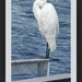 Egret by madamelucy