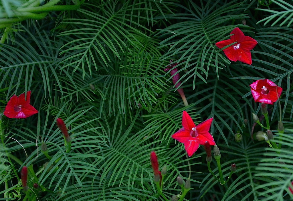 I found these beautiful cypress vine flowers growing on a wire fence along a country road in Dorchester County, South Carolina. by congaree