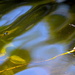 Water abstract and dragonfly (Eastern amber wing) by congaree