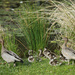 Duck family by jeneurell
