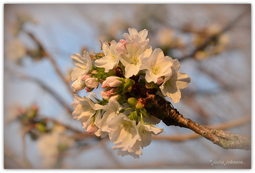 Cherry Blossom at Sunset.. by julzmaioro