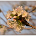 Cherry Blossom at Sunset.. by julzmaioro