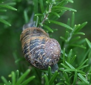 19th Sep 2015 - Climbing snail
