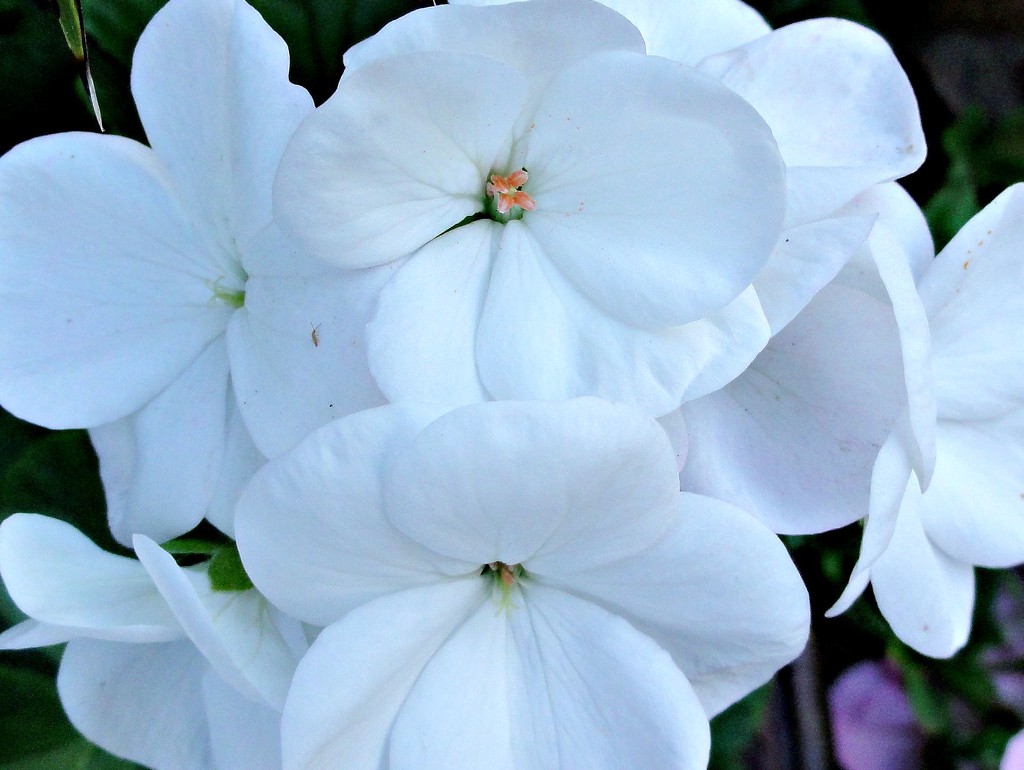White Geranium  by beryl
