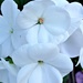 White Geranium  by beryl